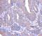 THAP Domain Containing 6 antibody, PA5-50804, Invitrogen Antibodies, Immunohistochemistry paraffin image 