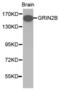 Glutamate Ionotropic Receptor NMDA Type Subunit 2B antibody, abx000887, Abbexa, Western Blot image 
