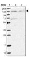 Matrin 3 antibody, NBP1-87860, Novus Biologicals, Western Blot image 