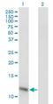 ABRA C-Terminal Like antibody, H00058527-M01, Novus Biologicals, Western Blot image 