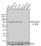 p65 antibody, 51-0500, Invitrogen Antibodies, Western Blot image 