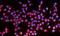 Nucleolar Protein 10 antibody, A14358-3, Boster Biological Technology, Immunofluorescence image 