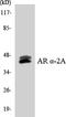 Adrenoceptor Alpha 2A antibody, LS-C200099, Lifespan Biosciences, Western Blot image 
