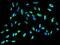DExD-Box Helicase 21 antibody, GTX02254, GeneTex, Immunofluorescence image 