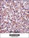 KIAA0120 antibody, 57-455, ProSci, Immunohistochemistry frozen image 
