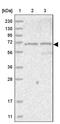 Lysyl Oxidase Like 3 antibody, PA5-57213, Invitrogen Antibodies, Western Blot image 