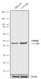 G Protein-Coupled Receptor 68 antibody, 720277, Invitrogen Antibodies, Western Blot image 