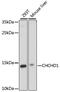 Coiled-Coil-Helix-Coiled-Coil-Helix Domain Containing 1 antibody, 16-334, ProSci, Western Blot image 