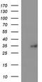 Thioredoxin Related Transmembrane Protein 1 antibody, TA506949, Origene, Western Blot image 