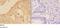 Serine/Threonine Kinase 33 antibody, A07375-1, Boster Biological Technology, Western Blot image 