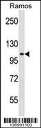 Transforming Acidic Coiled-Coil Containing Protein 1 antibody, 59-188, ProSci, Western Blot image 