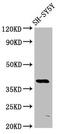 Mohawk Homeobox antibody, CSB-PA818257LA01HU, Cusabio, Western Blot image 