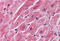 Secreted Frizzled Related Protein 1 antibody, MBS240351, MyBioSource, Immunohistochemistry frozen image 