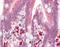 Acyl-CoA Thioesterase 11 antibody, orb88594, Biorbyt, Immunohistochemistry paraffin image 