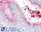 KIAA1324 antibody, LS-B7110, Lifespan Biosciences, Immunohistochemistry paraffin image 