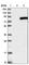 WD And Tetratricopeptide Repeats 1 antibody, HPA028177, Atlas Antibodies, Western Blot image 