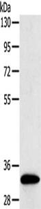 Sulfotransferase Family 1B Member 1 antibody, CSB-PA796564, Cusabio, Western Blot image 