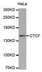 CCCTC-Binding Factor antibody, LS-C330815, Lifespan Biosciences, Western Blot image 