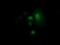 Rho Family GTPase 1 antibody, NBP2-03000, Novus Biologicals, Immunofluorescence image 