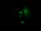 Rho Family GTPase 1 antibody, NBP2-03000, Novus Biologicals, Immunofluorescence image 