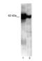 Nucleobindin 1 antibody, PA5-71461, Invitrogen Antibodies, Western Blot image 