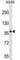 Coiled-Coil Domain Containing 141 antibody, abx028895, Abbexa, Western Blot image 