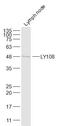 SLAM Family Member 6 antibody, GTX60322, GeneTex, Western Blot image 