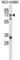 ST6 N-Acetylgalactosaminide Alpha-2,6-Sialyltransferase 1 antibody, abx026783, Abbexa, Western Blot image 