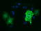 Tubulin Alpha 3e antibody, LS-C115510, Lifespan Biosciences, Immunofluorescence image 