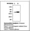 Alpha-1-antitrypsin antibody, LS-B7084, Lifespan Biosciences, Western Blot image 