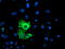 Calpain 9 antibody, LS-C173310, Lifespan Biosciences, Immunofluorescence image 