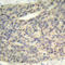 LIMK antibody, LS-C336025, Lifespan Biosciences, Immunohistochemistry frozen image 