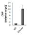 SET Domain Bifurcated Histone Lysine Methyltransferase 2 antibody, NB100-1137, Novus Biologicals, Immunoprecipitation image 