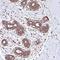 Kelch Domain Containing 4 antibody, NBP1-85129, Novus Biologicals, Immunohistochemistry frozen image 