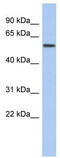 EBF Transcription Factor 2 antibody, TA339542, Origene, Western Blot image 