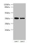 Mitochondrial Genome Maintenance Exonuclease 1 antibody, CSB-PA880084LA01HU, Cusabio, Western Blot image 