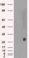 Peroxiredoxin 4 antibody, LS-C114776, Lifespan Biosciences, Western Blot image 