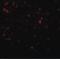 Sirtuin 1 antibody, PA5-20964, Invitrogen Antibodies, Immunofluorescence image 