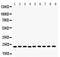 Peroxiredoxin 1 antibody, PB9348, Boster Biological Technology, Western Blot image 