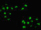 Homeobox C11 antibody, LS-C375912, Lifespan Biosciences, Immunofluorescence image 