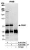 Golgi Associated, Gamma Adaptin Ear Containing, ARF Binding Protein 1 antibody, A305-320A, Bethyl Labs, Immunoprecipitation image 
