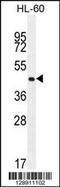 Olfactory Receptor Family 2 Subfamily F Member 2 antibody, 55-753, ProSci, Western Blot image 