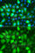 Ribonucleotide Reductase Regulatory Subunit M2 antibody, A5255, ABclonal Technology, Immunofluorescence image 