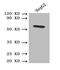 Hemopexin antibody, A52880-100, Epigentek, Western Blot image 