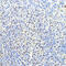 CCCTC-Binding Factor antibody, 13-987, ProSci, Immunohistochemistry frozen image 