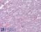 p65 antibody, LS-B6438, Lifespan Biosciences, Immunohistochemistry frozen image 