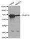 Caspase 10 antibody, abx000603, Abbexa, Western Blot image 