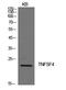 TNF Superfamily Member 4 antibody, STJ97315, St John