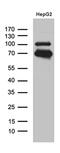 Interferon Regulatory Factor 2 Binding Protein 1 antibody, MA5-27520, Invitrogen Antibodies, Western Blot image 