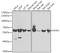 EYA Transcriptional Coactivator And Phosphatase 3 antibody, A7893, ABclonal Technology, Western Blot image 